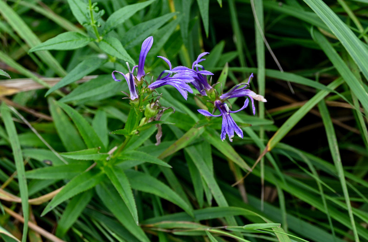 Изображение особи Lobelia sessilifolia.