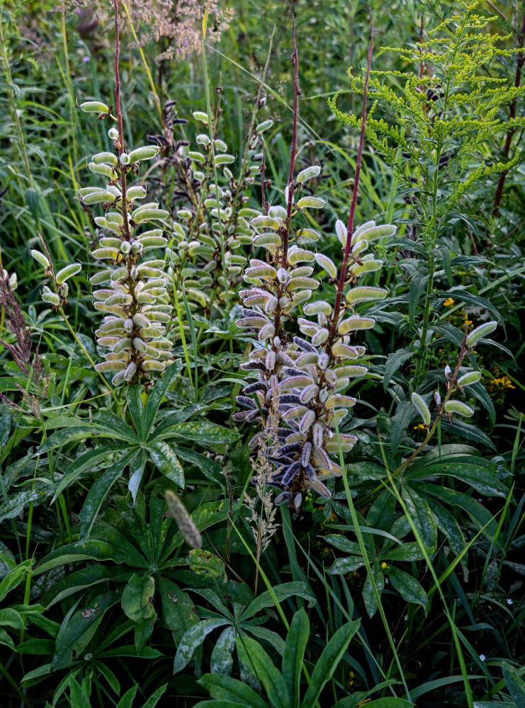 Изображение особи Lupinus polyphyllus.