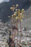 род Saxifraga. Верхушки пробегов с соцветиями. Карачаево-Черкесия, Урупский р-н, хр. Абишира-Ахуба, пер. Агур, ≈ 2950 м н.у.м., каменистая осыпь. 11.08.2024.