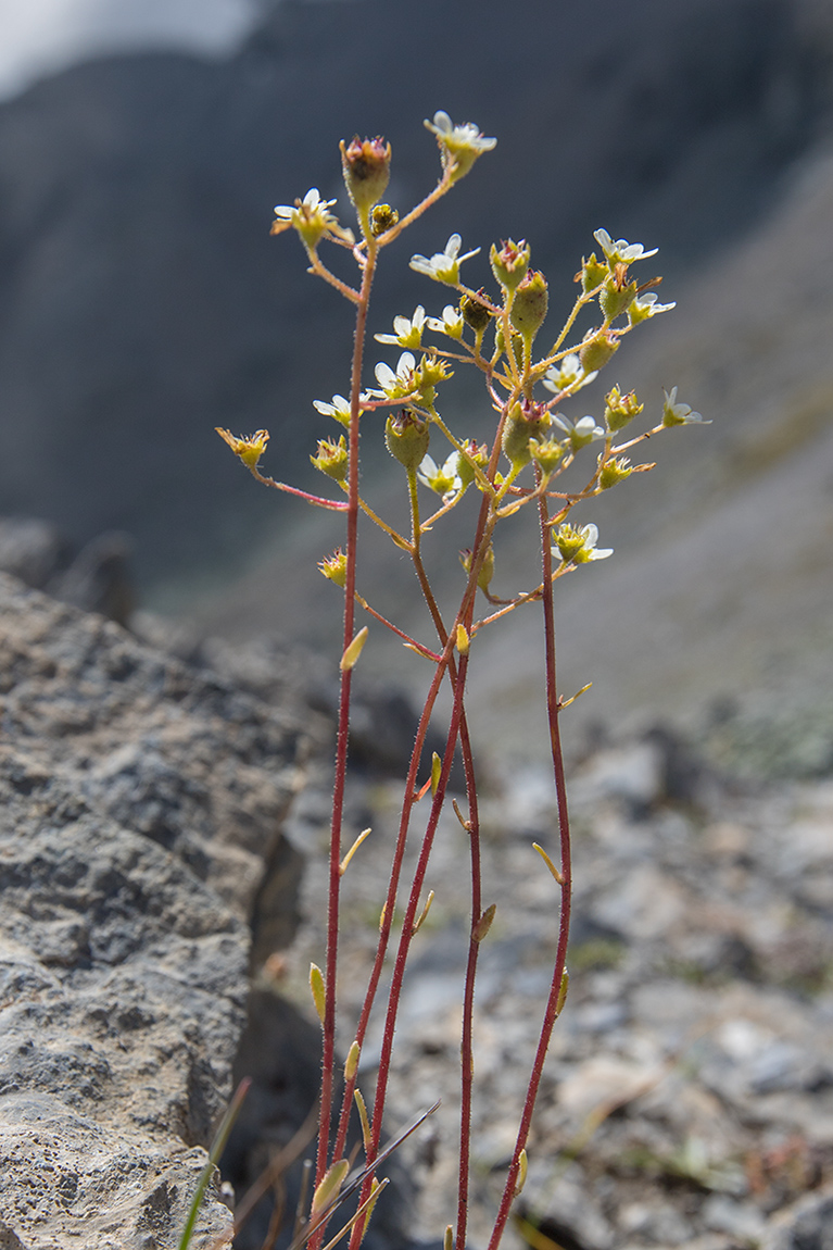 Image of genus Saxifraga specimen.