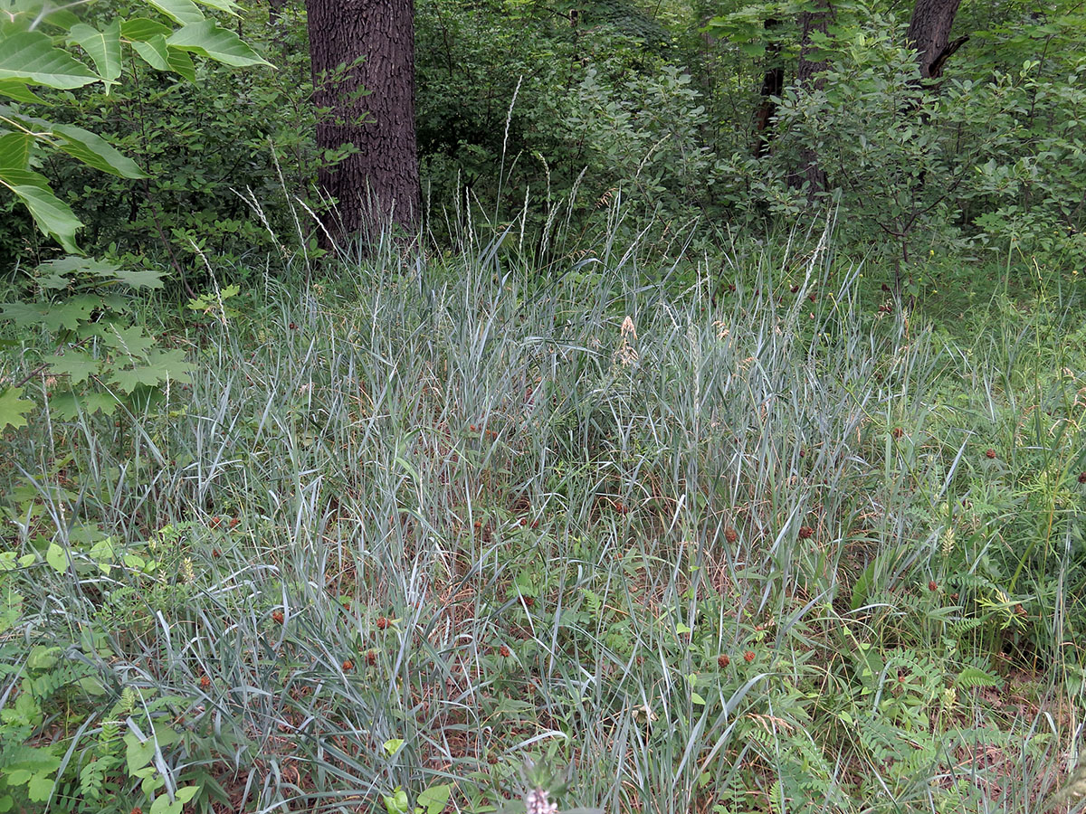 Image of Elytrigia repens specimen.