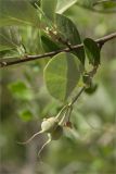 Styrax officinalis. Часть веточки с соплодием. Турция, пров. Анталья, р-н Кумлуджа, окр. вдхр. Алакыр, обочина дороги, маквис. 31.05.2024.