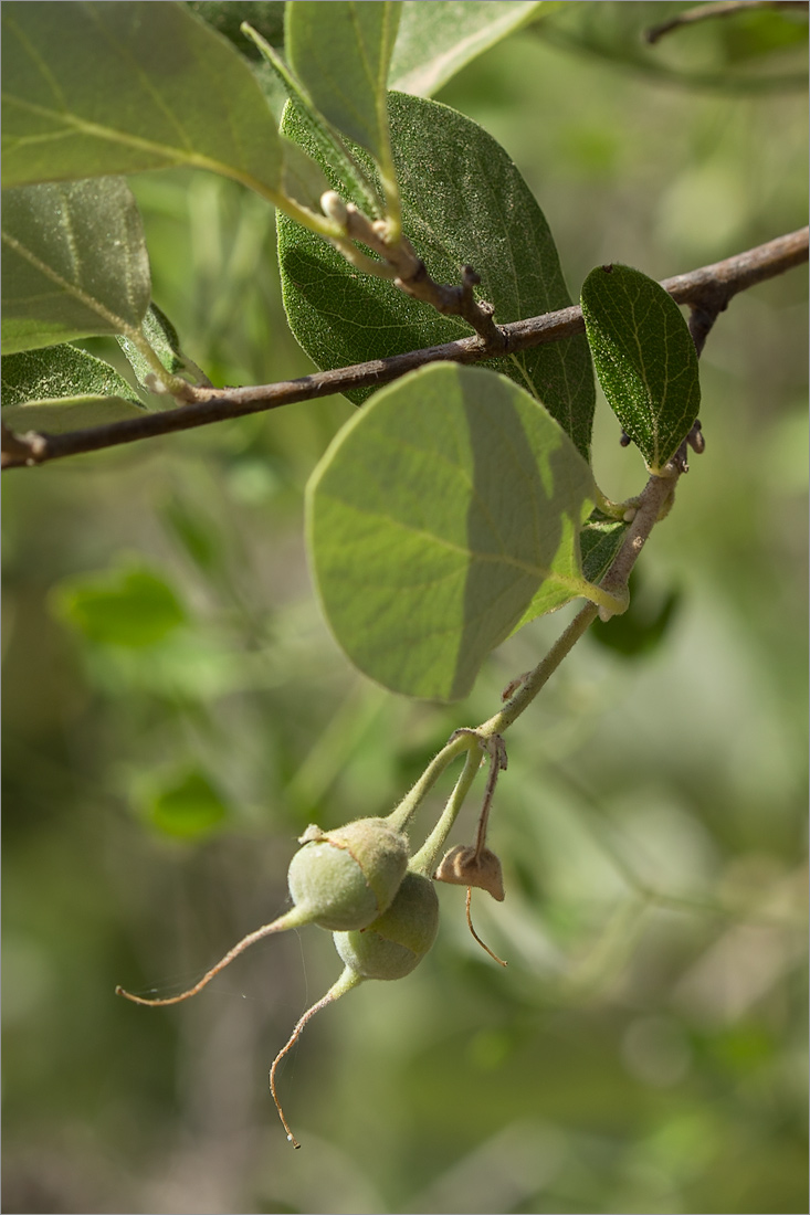 Изображение особи Styrax officinalis.