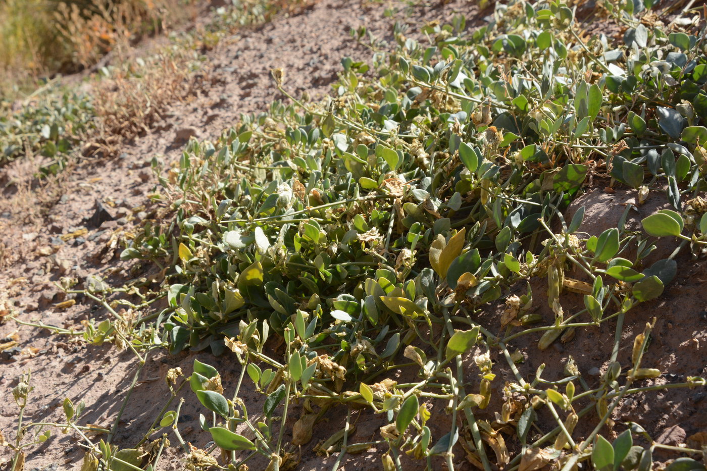 Image of Zygophyllum obliquum specimen.