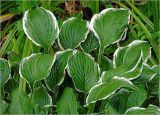 Hosta albomarginata