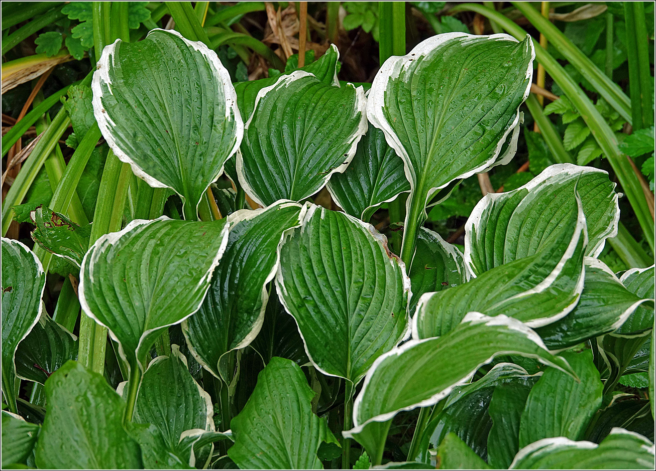 Изображение особи Hosta albomarginata.