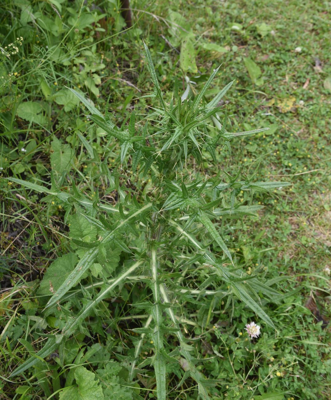 Изображение особи род Cirsium.