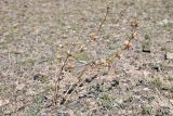 Phlomoides zenaidae. Высохшее отплодоносившее растение. Казахстан, Алматинская обл., хр. Торайгыр, галечниковый склон. 26 июля 2024 г.