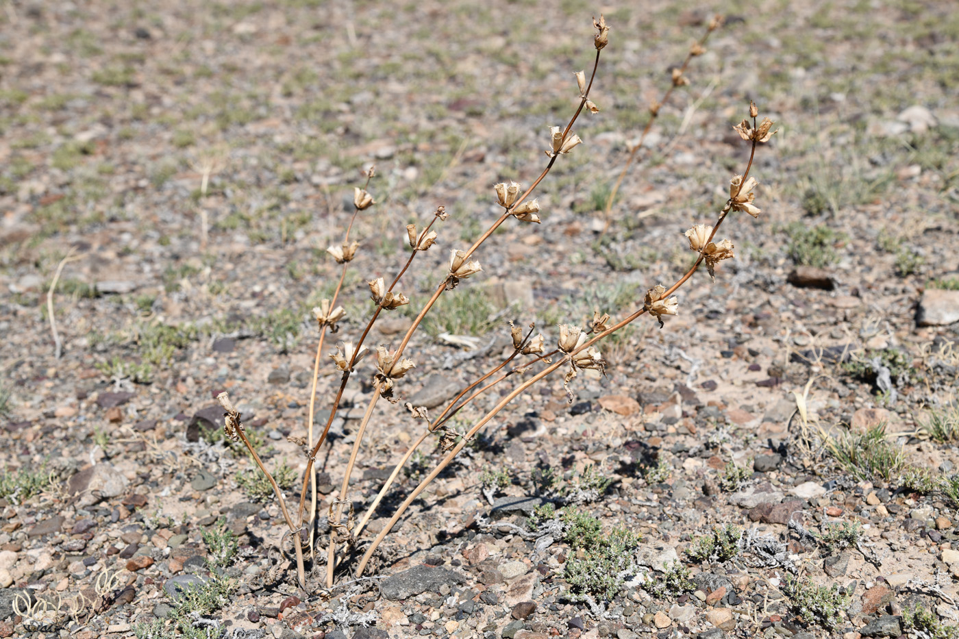 Изображение особи Phlomoides zenaidae.