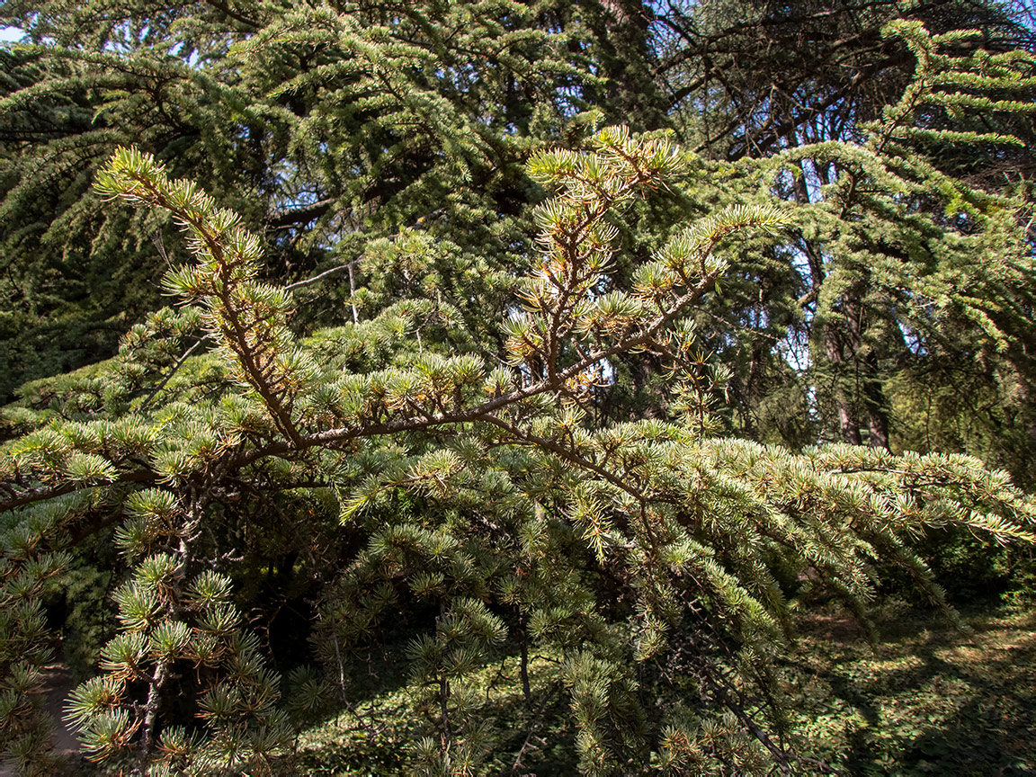 Изображение особи Cedrus libani.