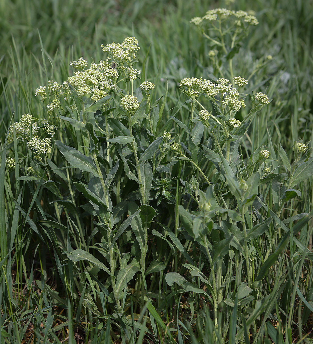 Изображение особи Cardaria draba.