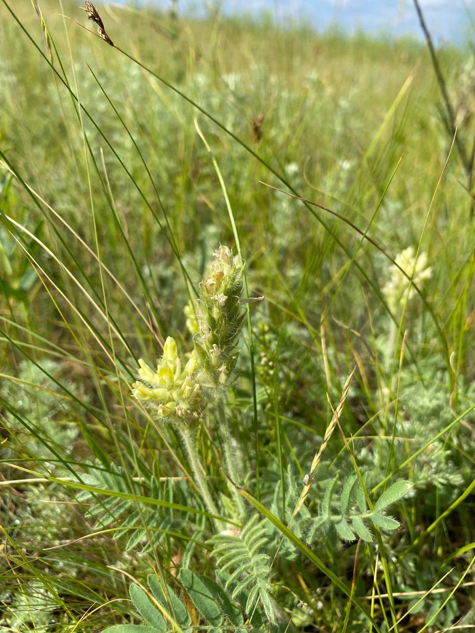 Изображение особи Oxytropis pilosa.