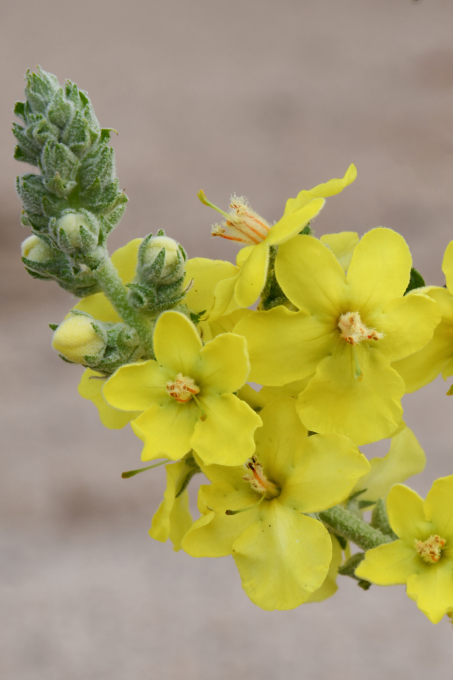 Изображение особи Verbascum songaricum.