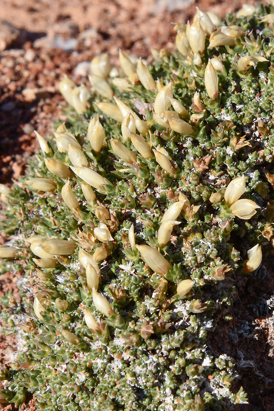 Image of Nanophyton iliense specimen.