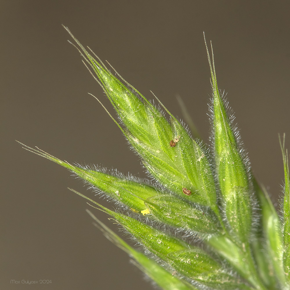 Image of Bromus hordeaceus specimen.