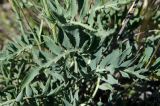 Rhaponticoides ruthenica