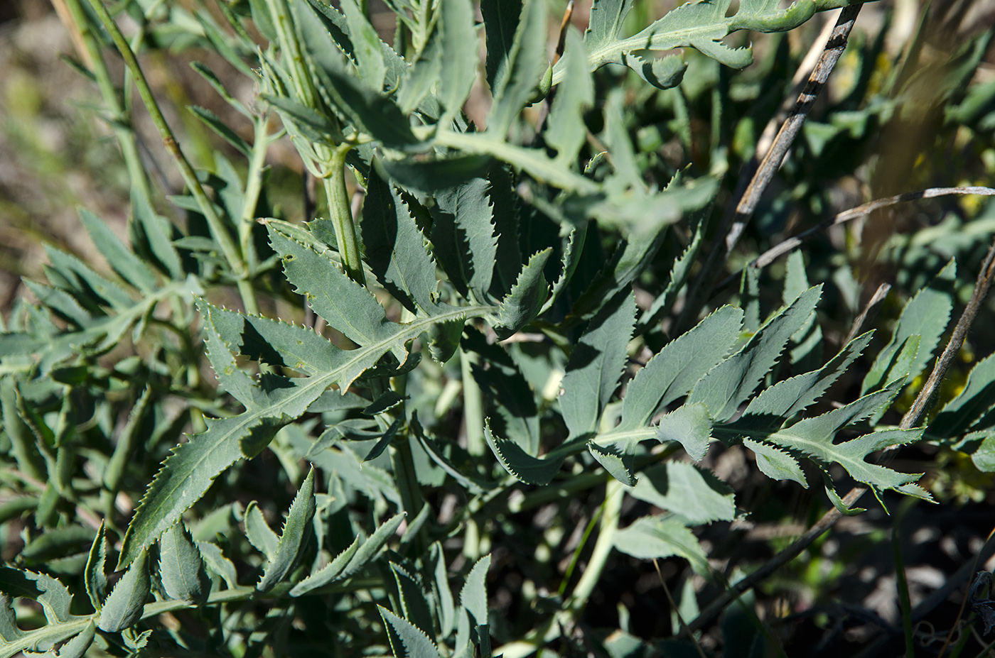Изображение особи Rhaponticoides ruthenica.