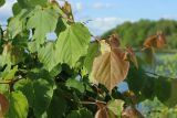 View full-size image Tilia cordata