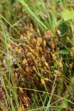View full-size image Polytrichum swartzii