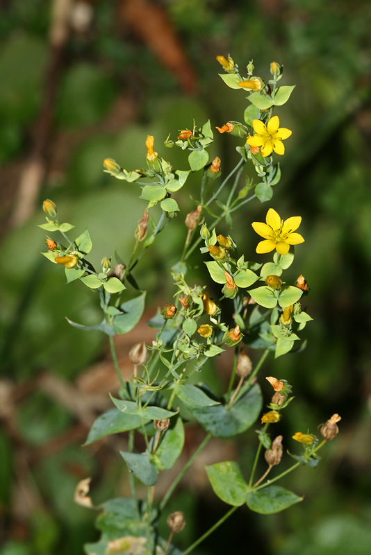 Image of Blackstonia acuminata specimen.