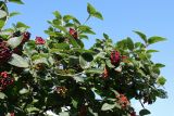 View full-size image Viburnum lantana