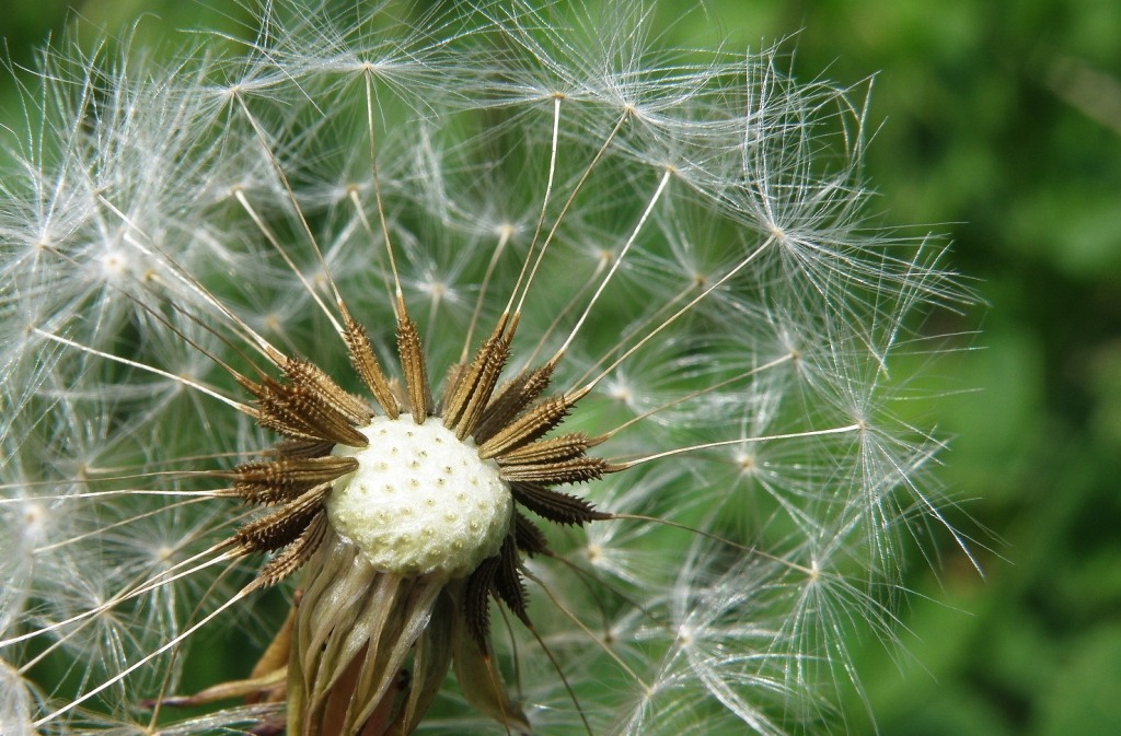 Image of Taraxacum dahlstedtii specimen.