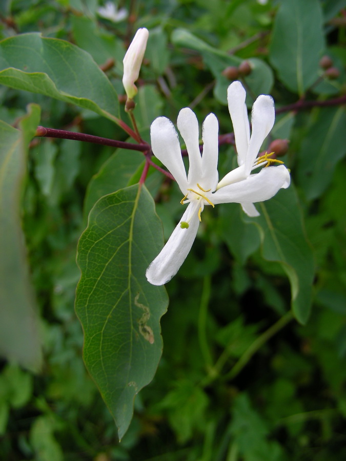 Image of Lonicera tatarica specimen.