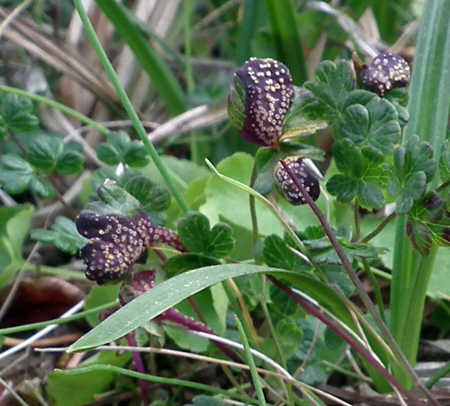 Image of Thalictrum alpinum specimen.