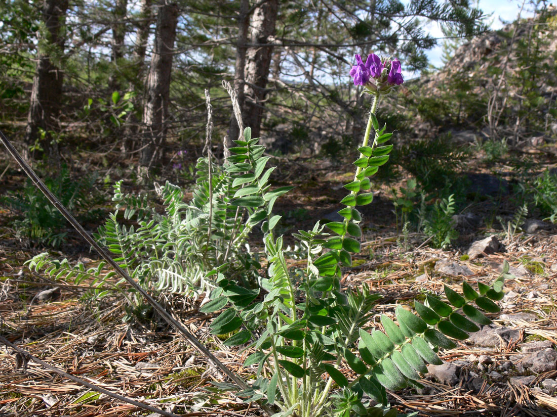 Image of Oxytropis ivdelensis specimen.