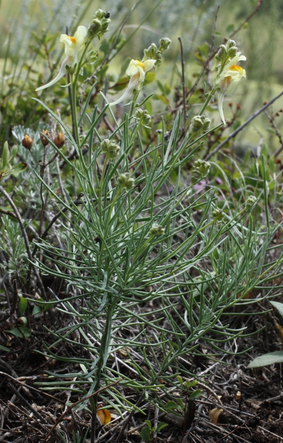 Image of Linaria debilis specimen.