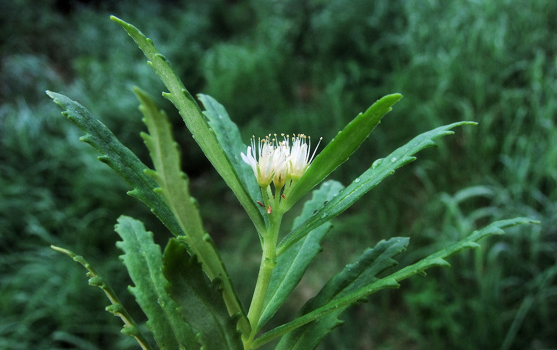 Image of Rhodiola stephanii specimen.