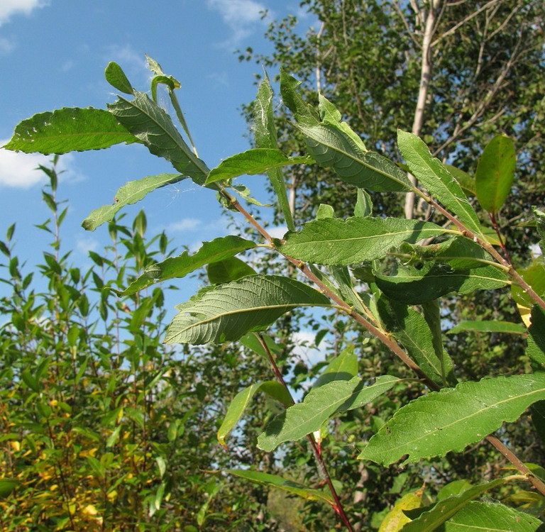 Image of Salix cinerea specimen.