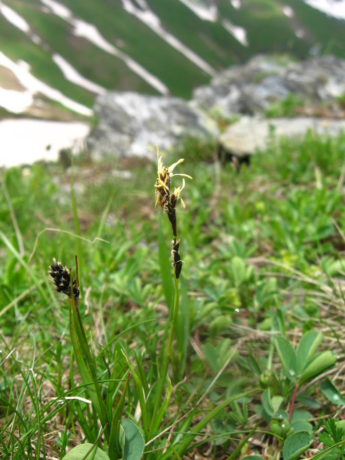 Image of genus Carex specimen.