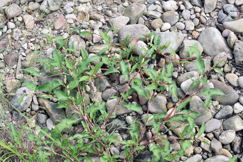 Изображение особи Persicaria lapathifolia.