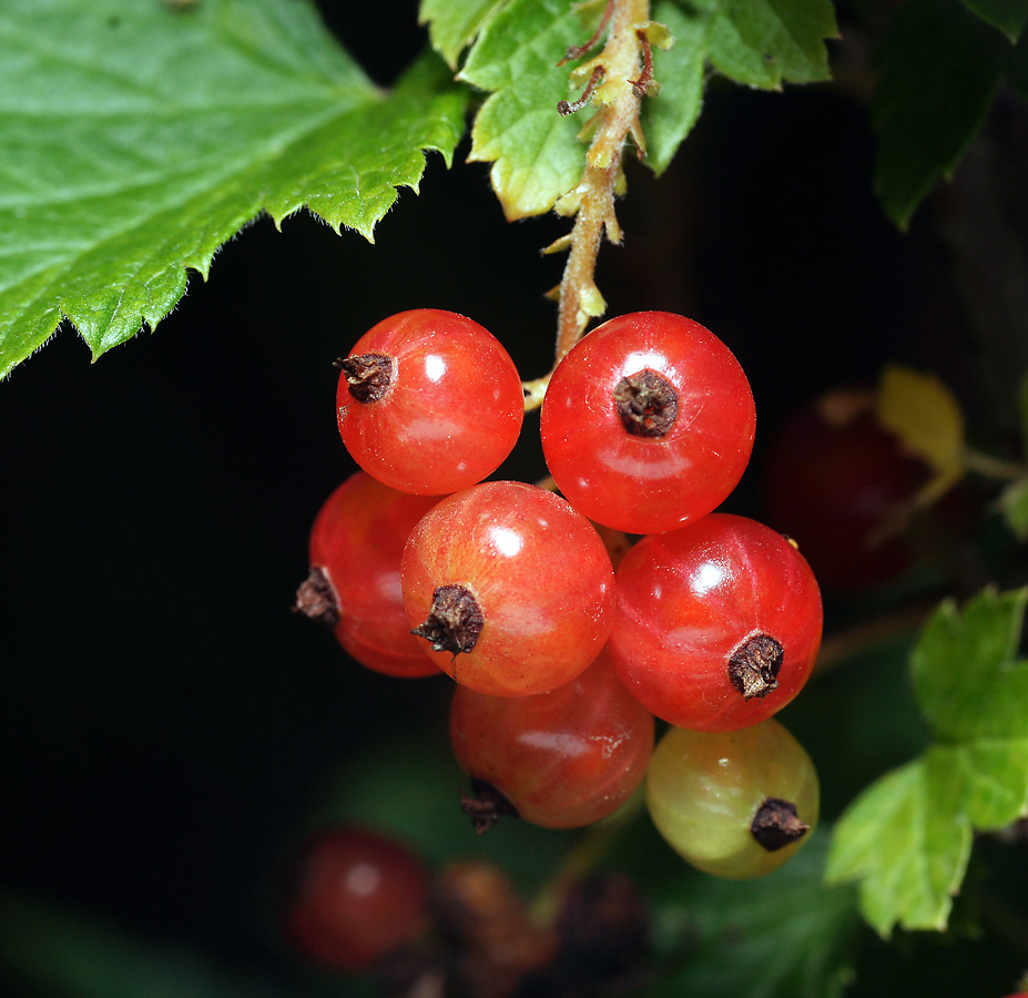 Изображение особи Ribes rubrum.