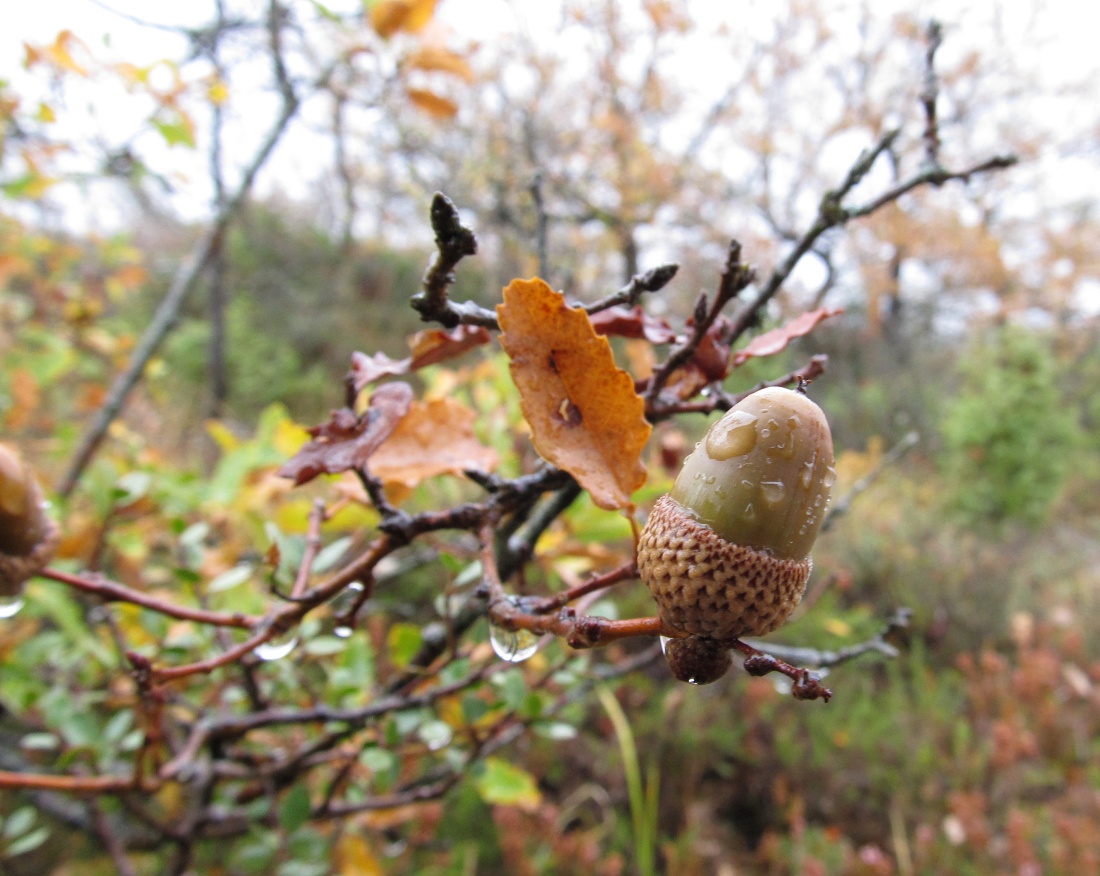 Изображение особи род Quercus.