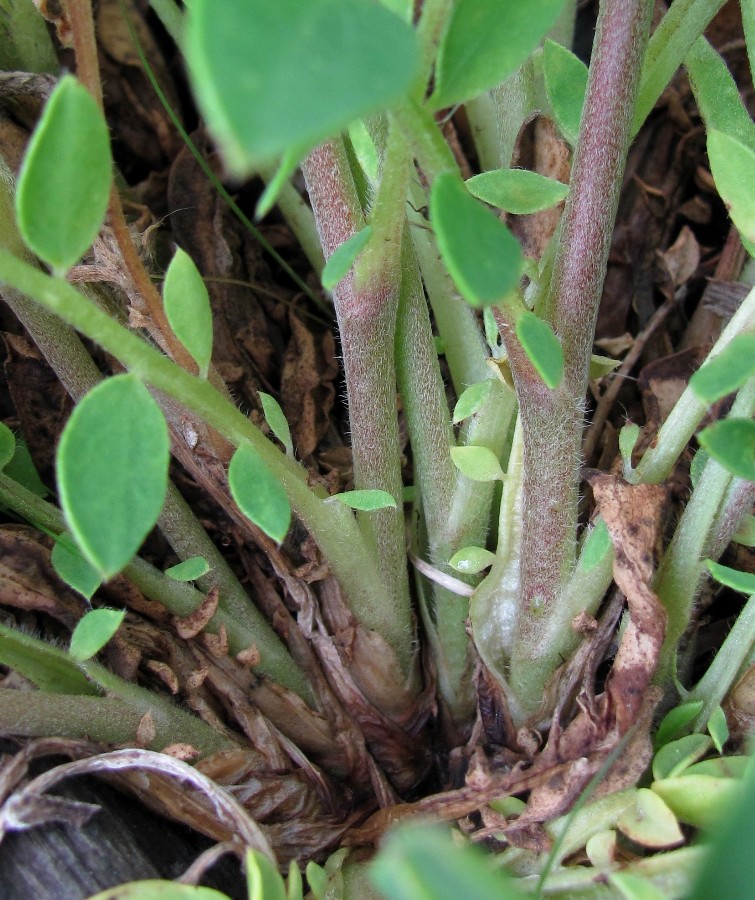 Image of Anthyllis macrocephala specimen.