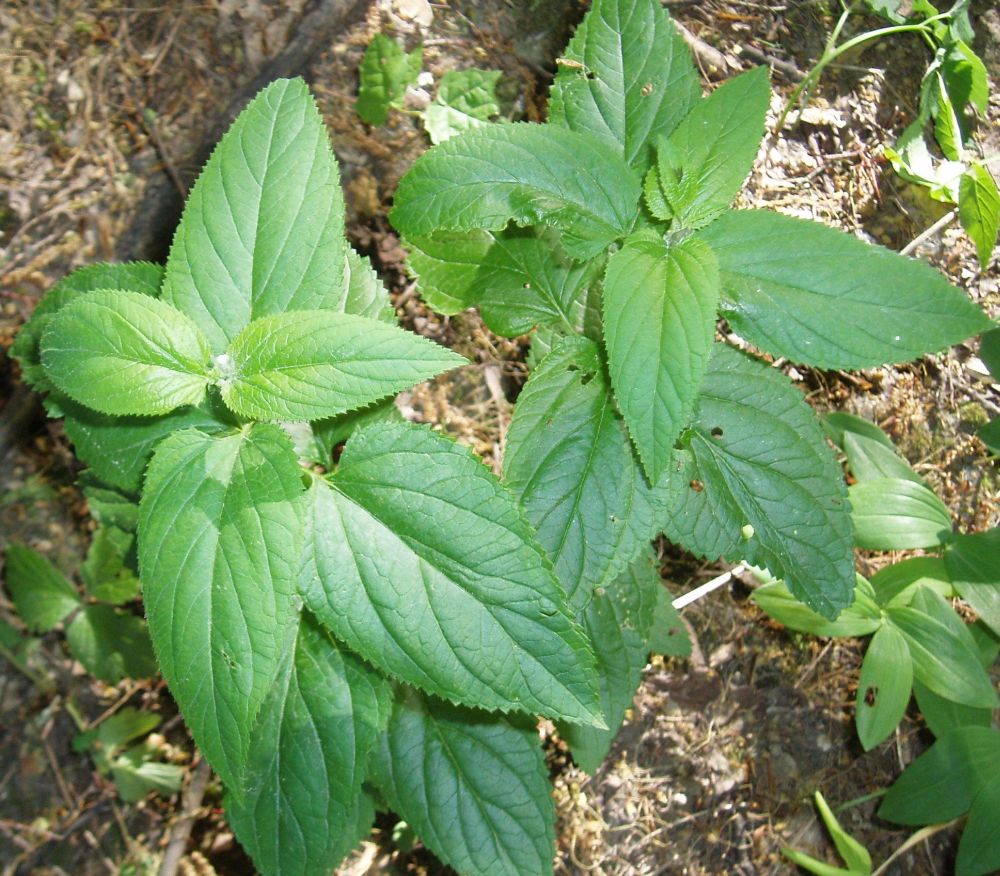 Image of Scrophularia nodosa specimen.