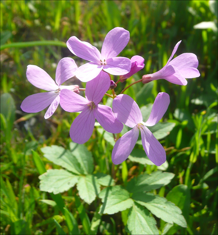 Image of Cardamine quinquefolia specimen.