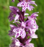 Dactylorhiza fuchsii. Часть соцветия. Украина, Ивано-Франковская обл., Надворнянский р-н, природный заповедник \"Горганы\", луг на территории усадьбы Горганского лесничества. 20 июня 2011 г.