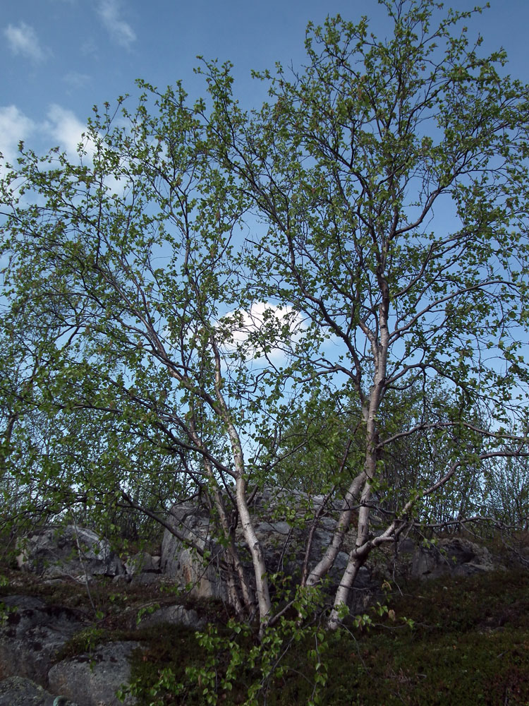 Image of genus Betula specimen.