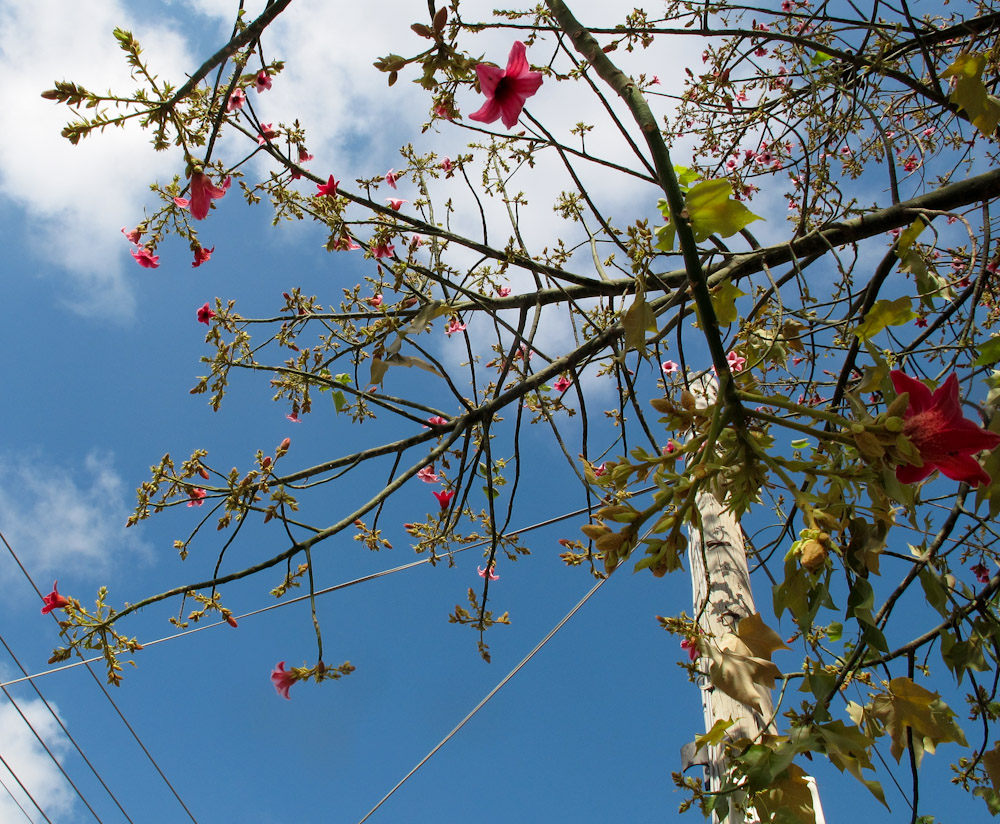 Изображение особи Brachychiton discolor.