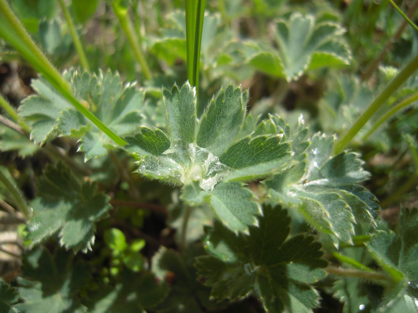 Изображение особи Alchemilla caucasica.