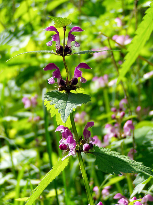 Изображение особи Lamium maculatum.