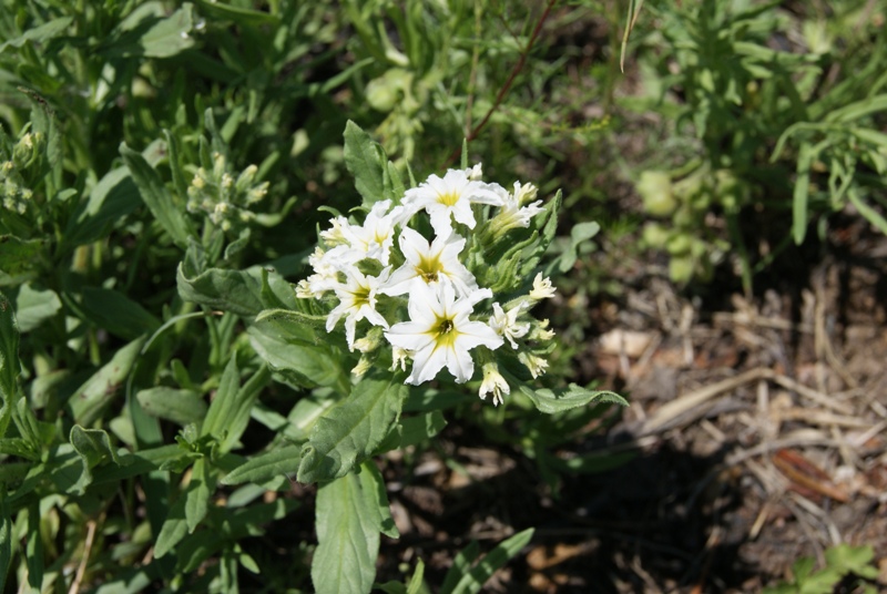 Image of Argusia sibirica specimen.