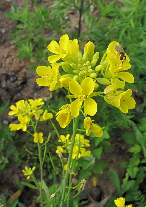 Image of Brassica juncea specimen.