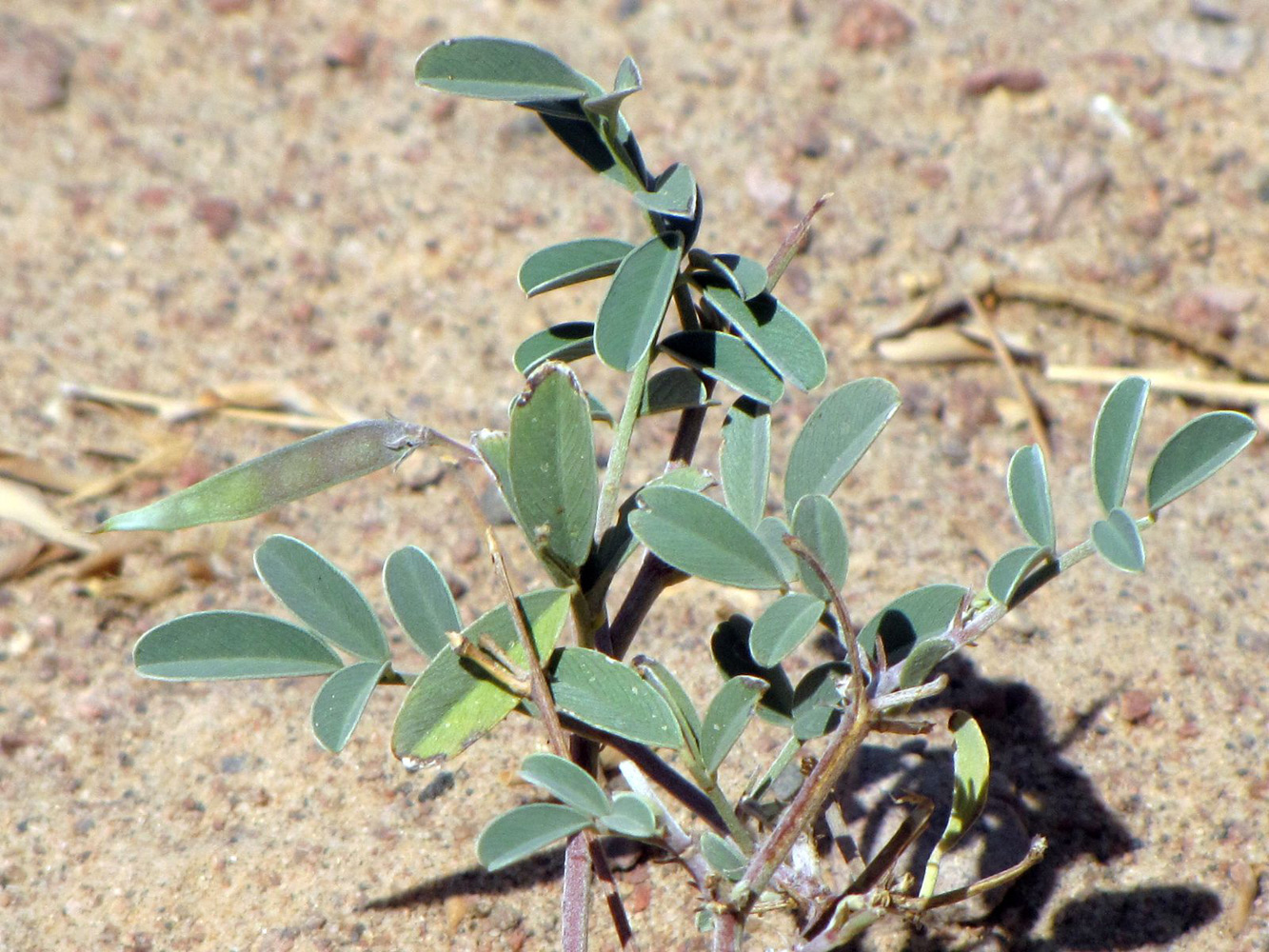 Image of Tephrosia apollinea specimen.