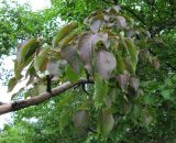 Pyrus ussuriensis. Ветвь. Иркутск, посадка вдоль улицы. 23.07.2012.