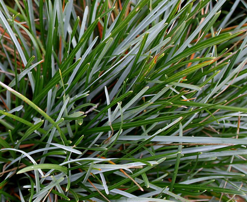 Image of Sesleria caerulea specimen.