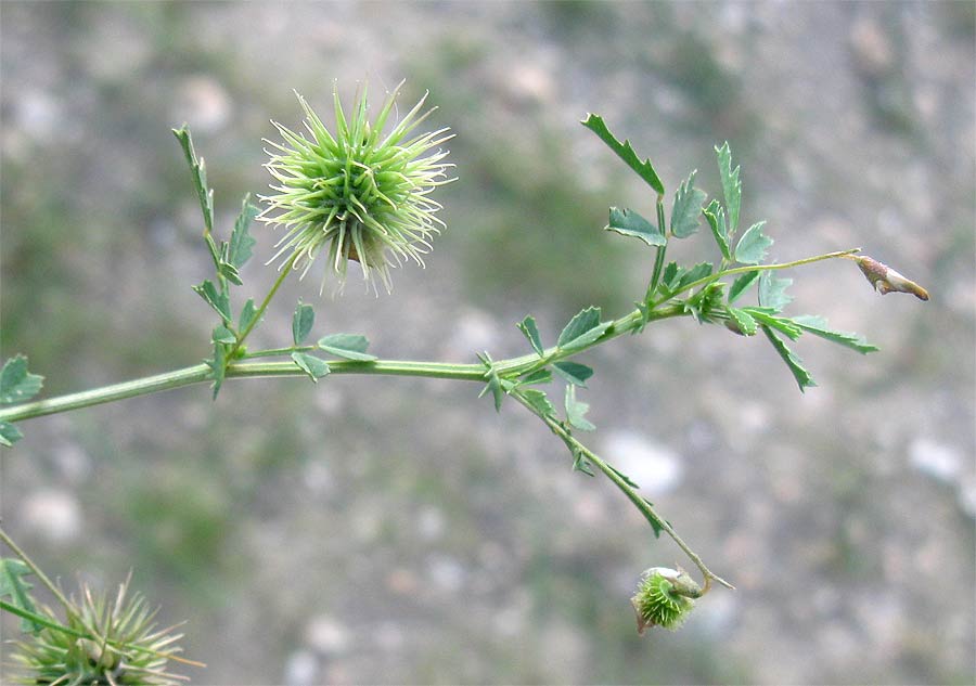 Image of Medicago laciniata specimen.